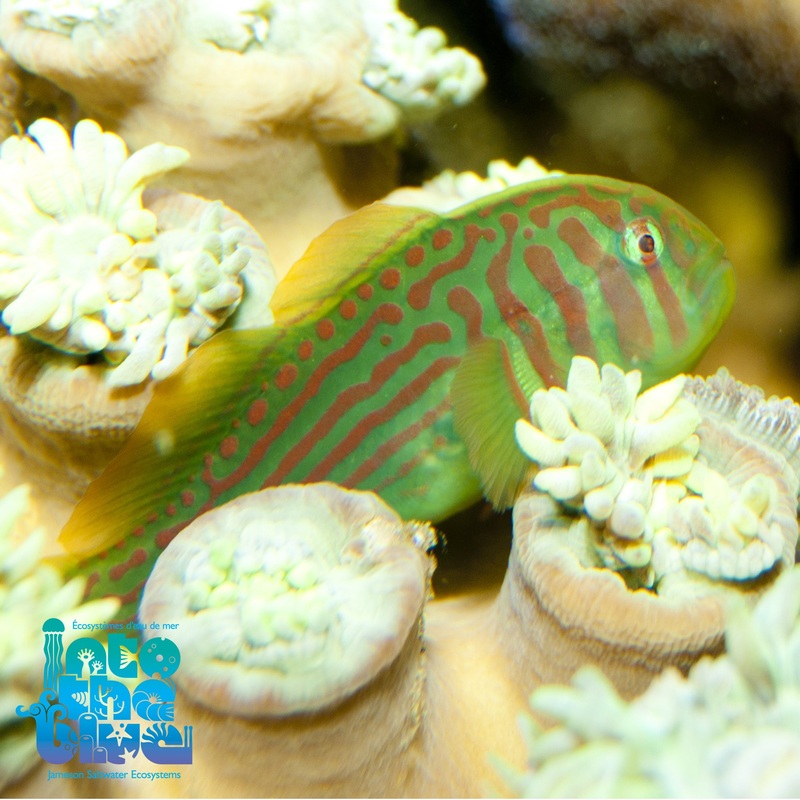 Green Clown Goby