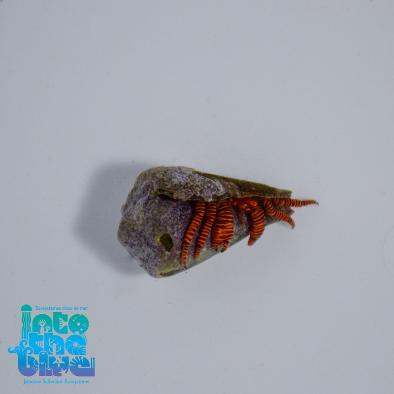 Halloween Hermit Crab