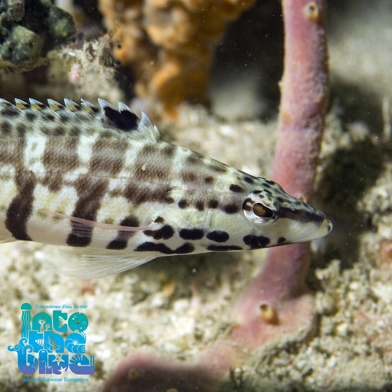 Harlequin Basslet