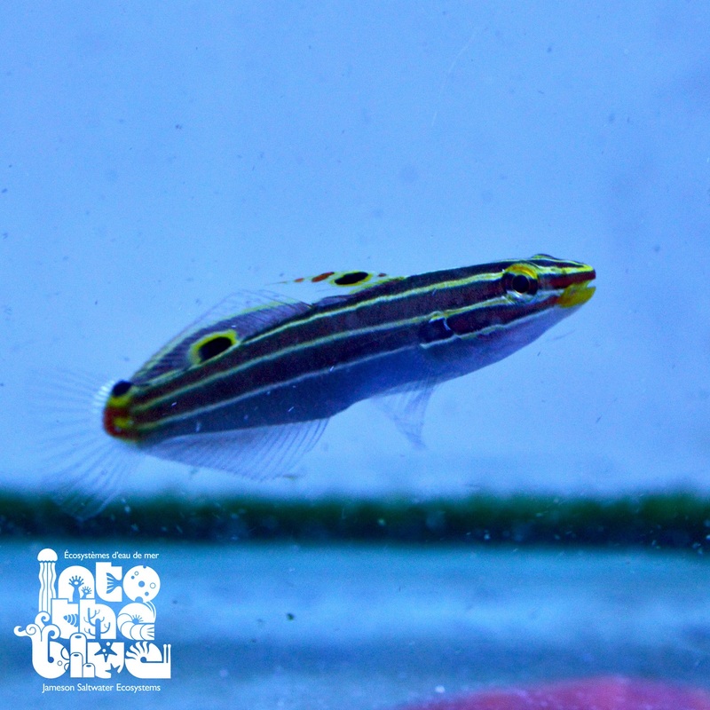 Hector's Goby
