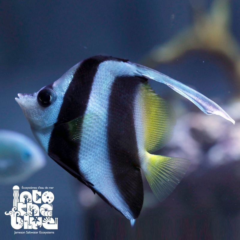 Long Fin Bannerfish | Heniochus