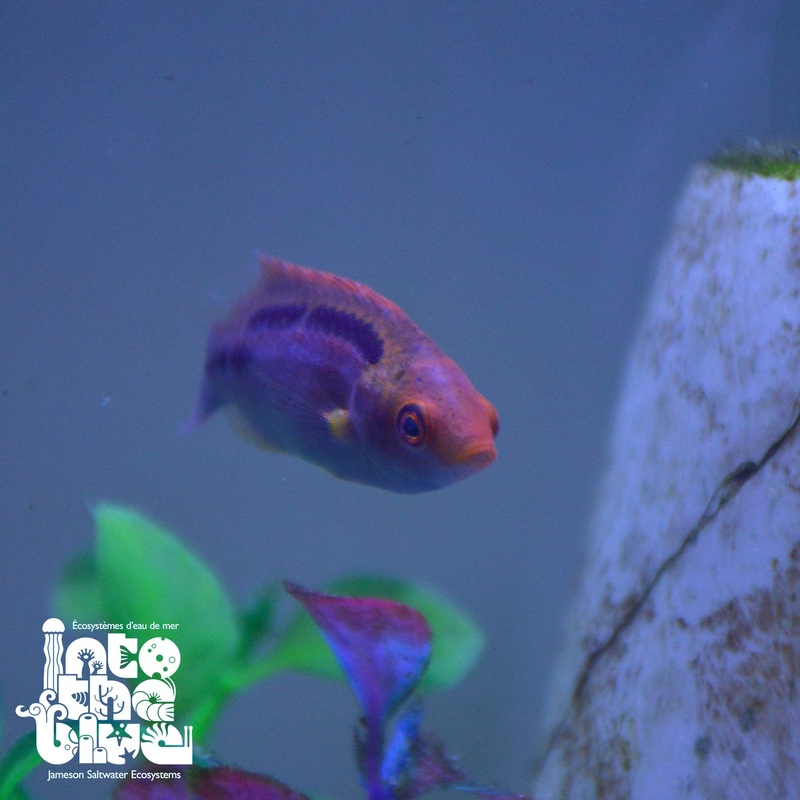 Lubbock's Wrasse