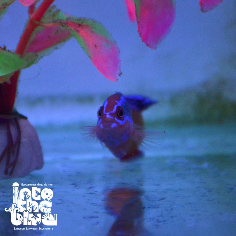 Neon Dottyback