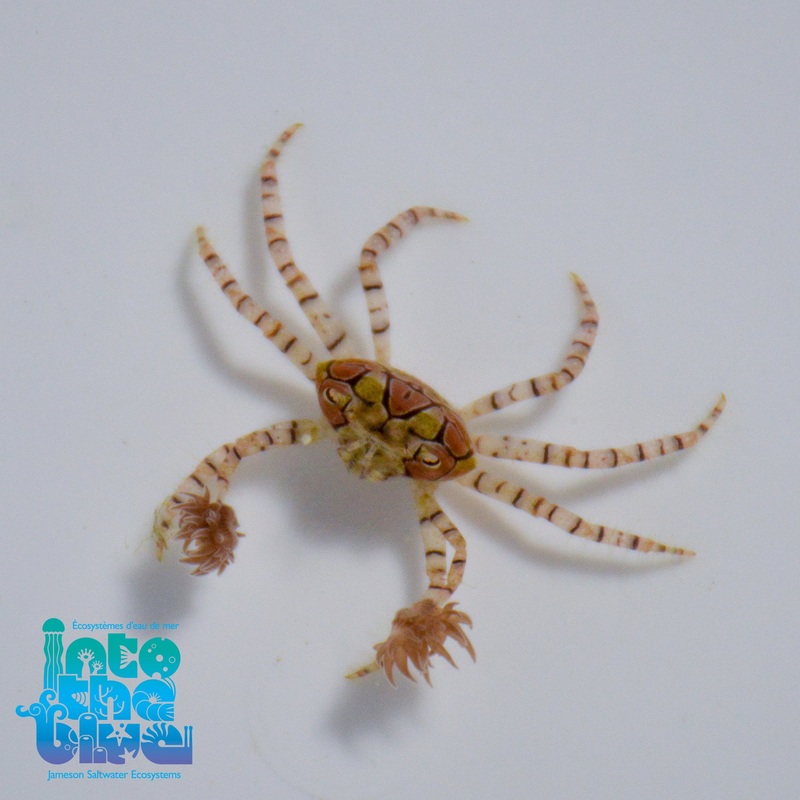 Pom Pom Crab