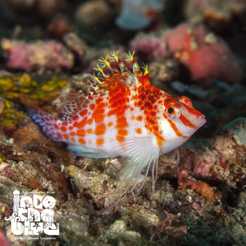 Red Spot Hawkfish