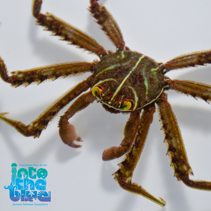 Sally Lightfoot Crab