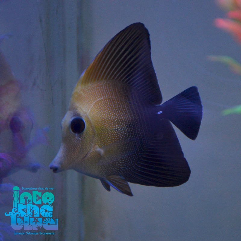 Scopas Tang