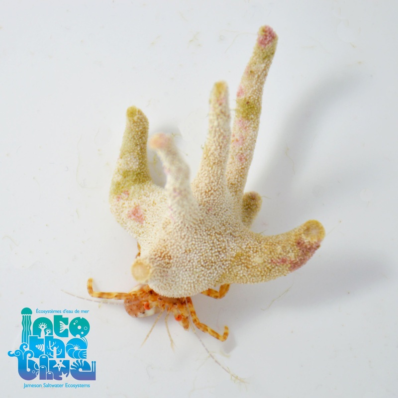 Staghorn Crab