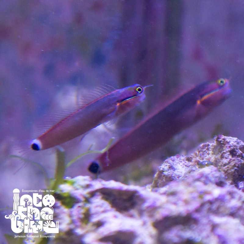 Tail Spot Blenny
