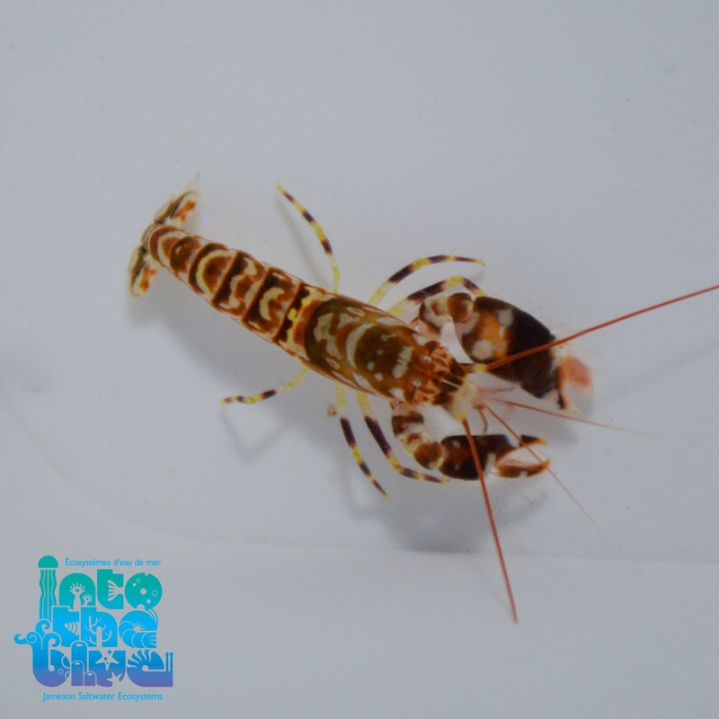 Tiger Pistol Shrimp