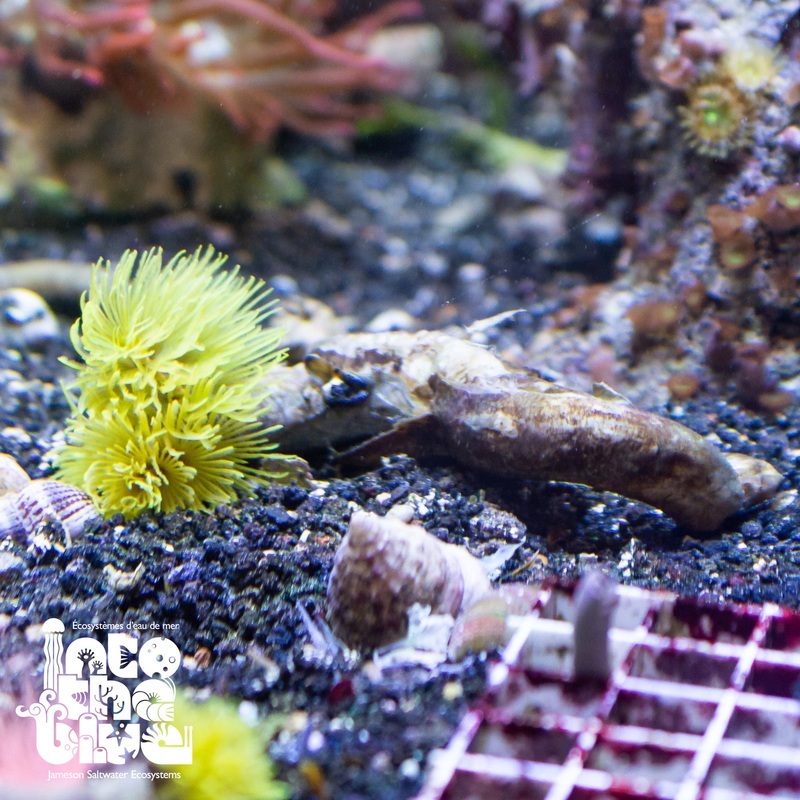 Tube Worm | Feather Duster