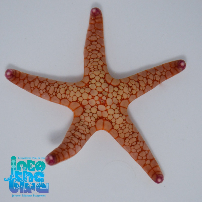 Volcano Fromia Sea Star