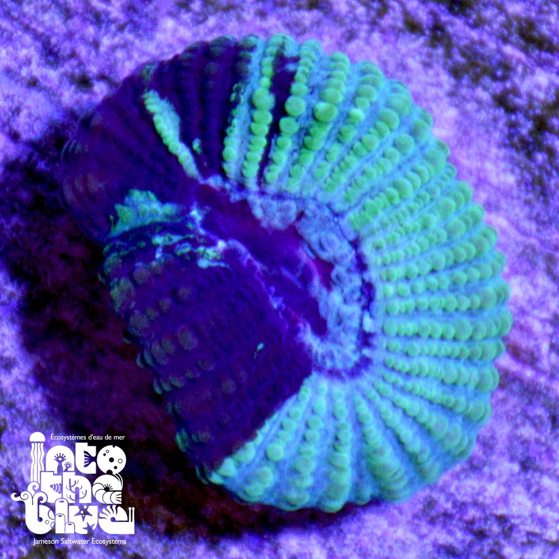 WYSIWYG - Aussie 2 Toned Favia Frag