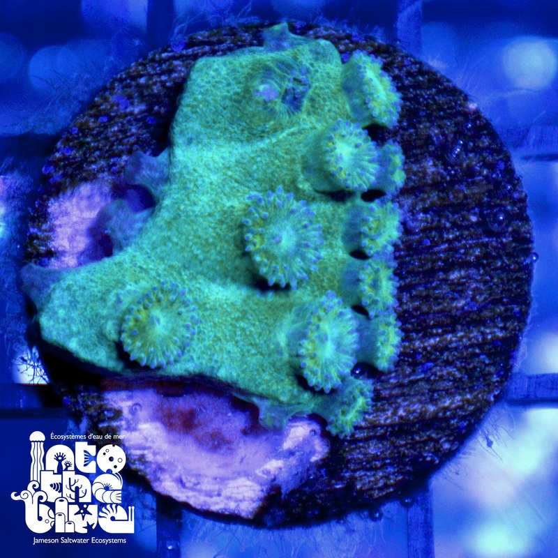 WYSIWYG - Aussie Turbinaria