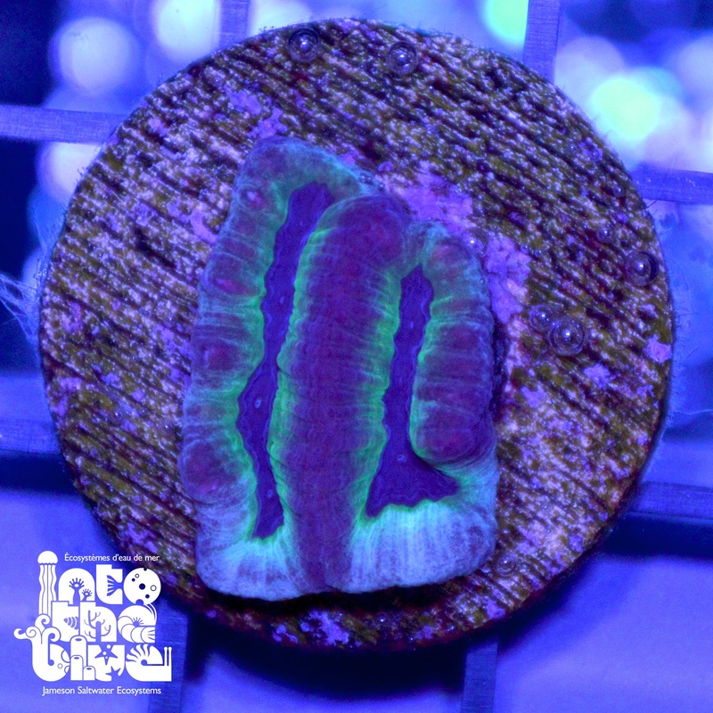 WYSIWYG - Maze Coral
