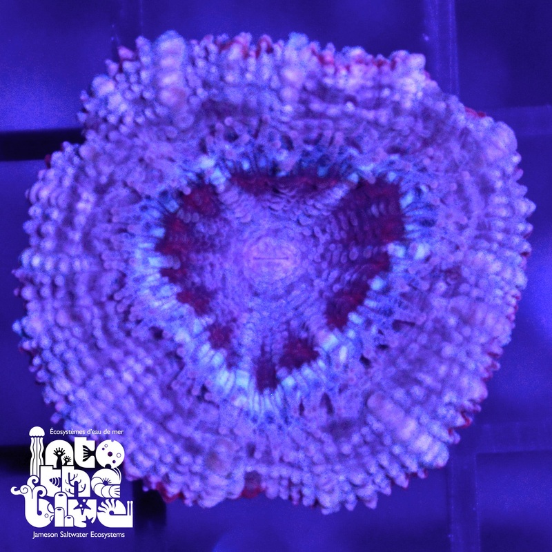 WYSIWYG - Pastel Purple Acan