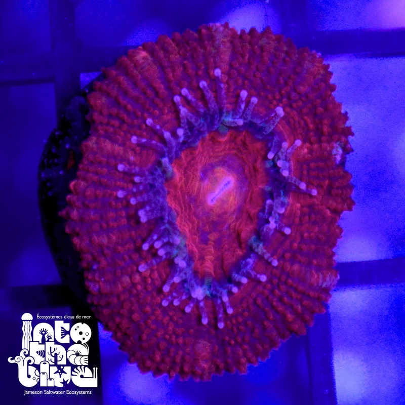 WYSIWYG - Red Aussie Acan
