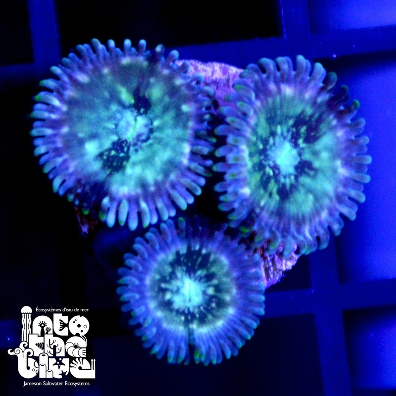 WYSIWYG - Speckled Paly Frag