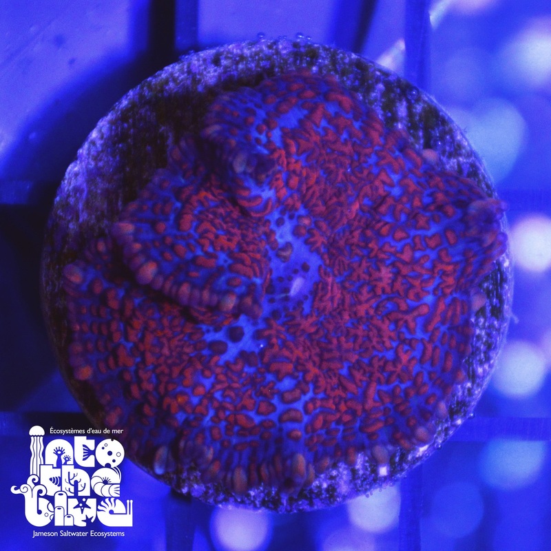 WYSIWYG - Superman Rhodactis