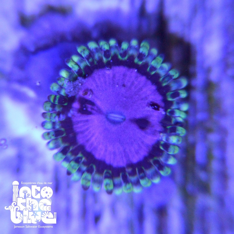 WYSIWYG - WWC Purple Monster