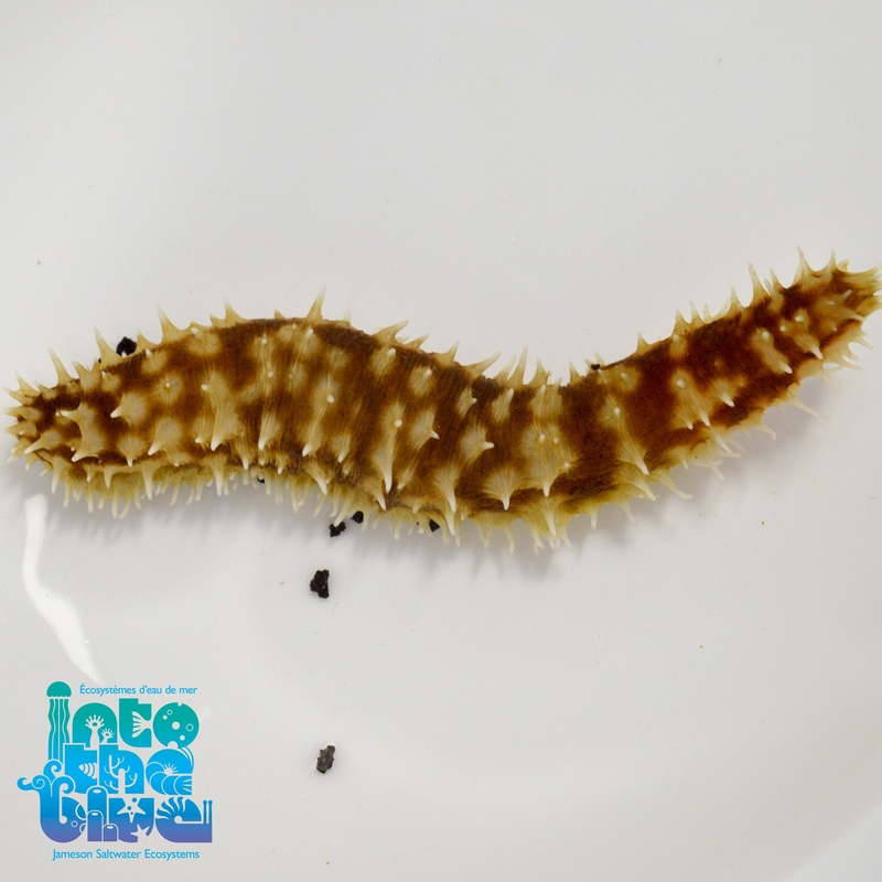 Yellow sand sifting Sea Cucumber