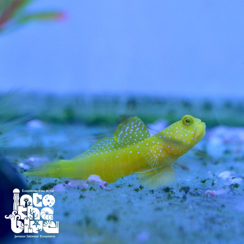 Yellow Watchman Goby