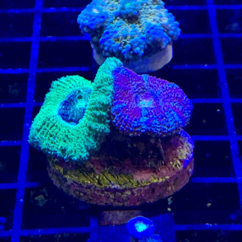 Acan combo