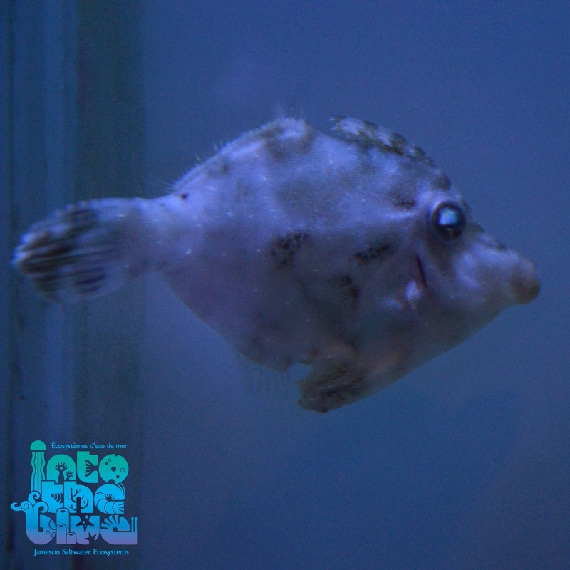 Aiptasia Eating Filefish