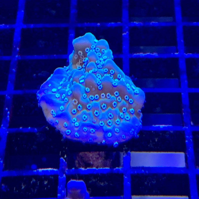 Blue Undata