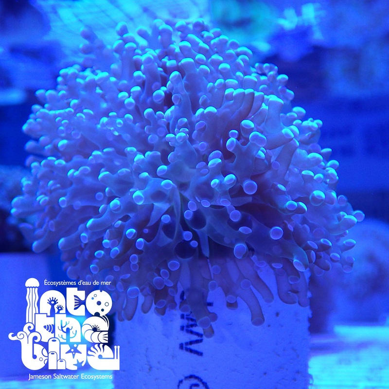 Frogspawn Coral