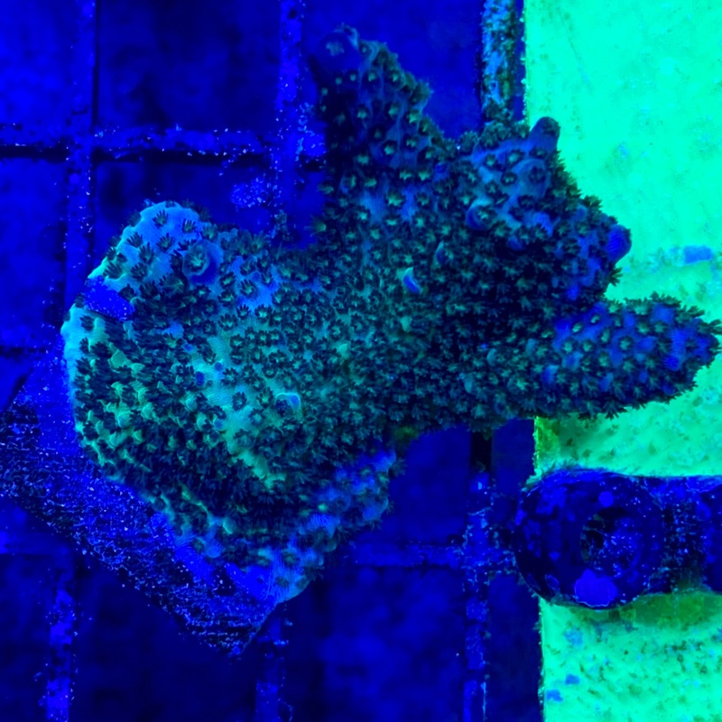 Green Acro