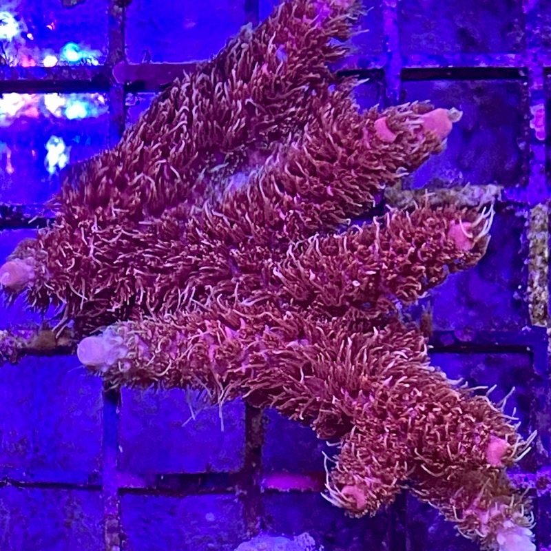 Green & Blue Acro