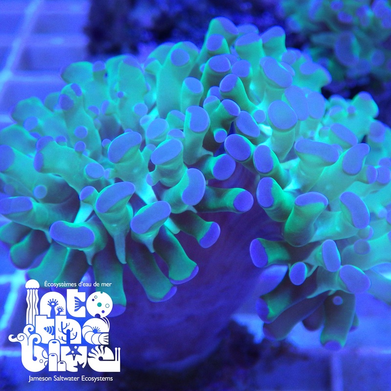 Hammer Coral