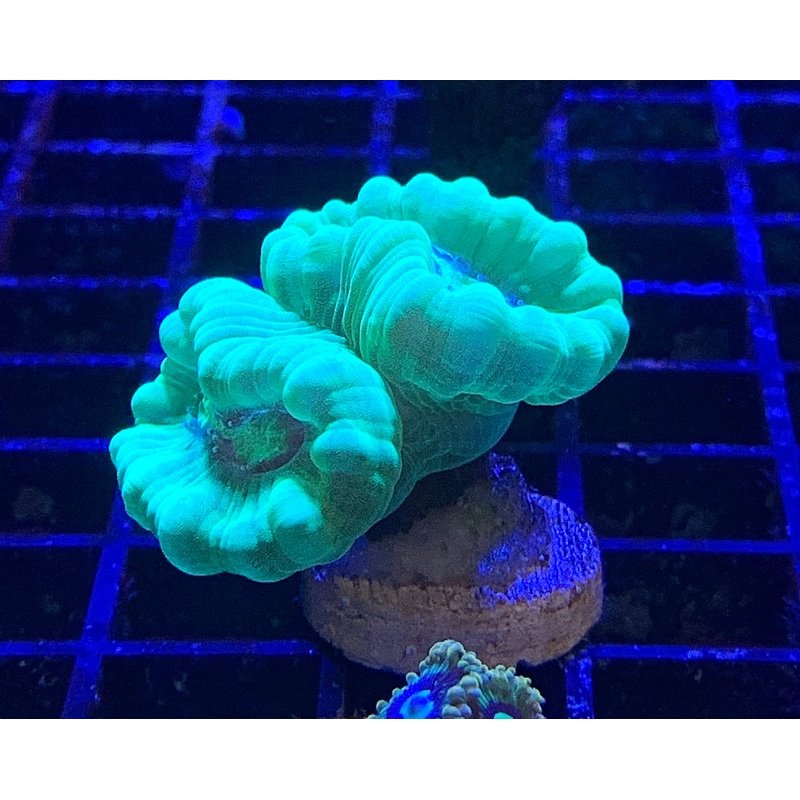 Kryptonite candycane 1