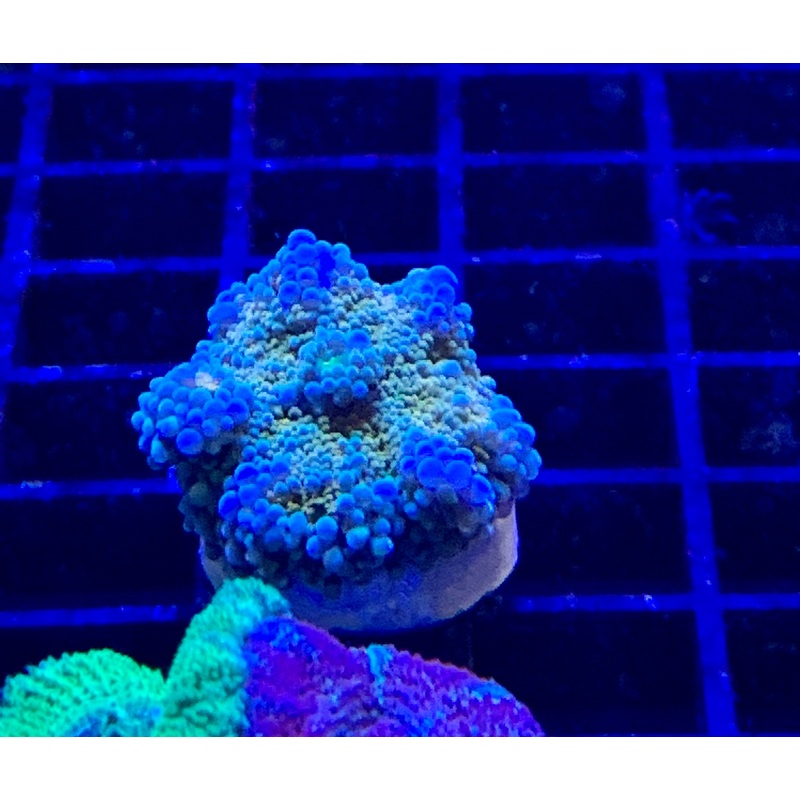 Neon orange and blue Ricordea yuma
