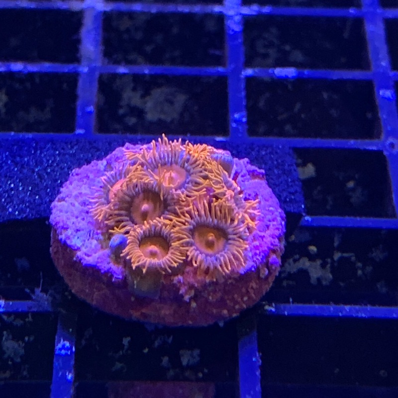 Orange bam bam