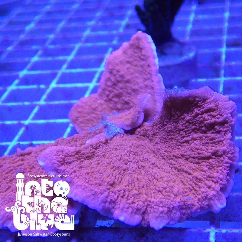Orange Montipora
