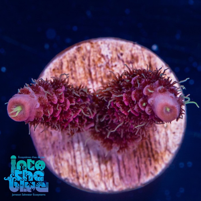 Pink Mili frag