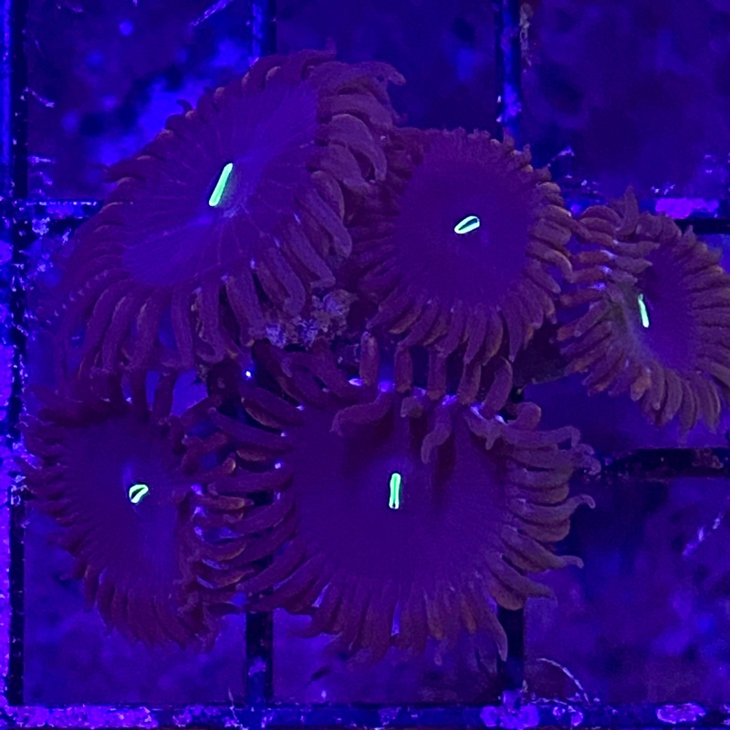 Purple People Eater