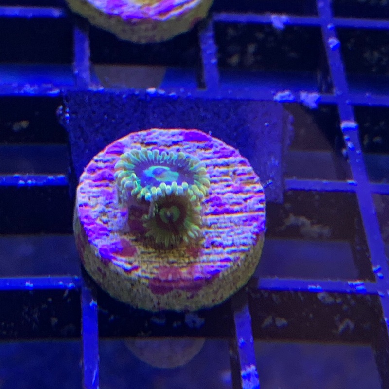 Rainbow yoda 1