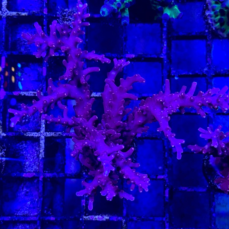 Red Dragon