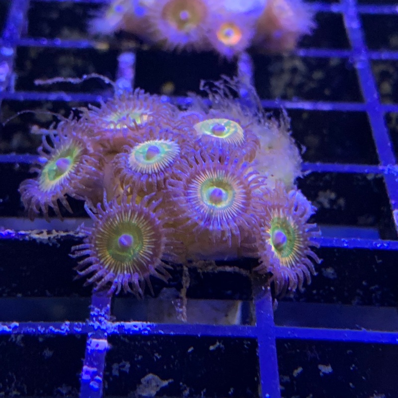 Sunny D 1