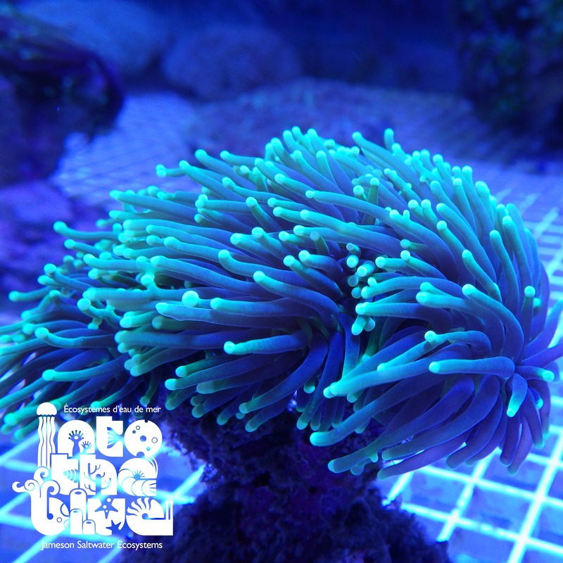 Torch Coral