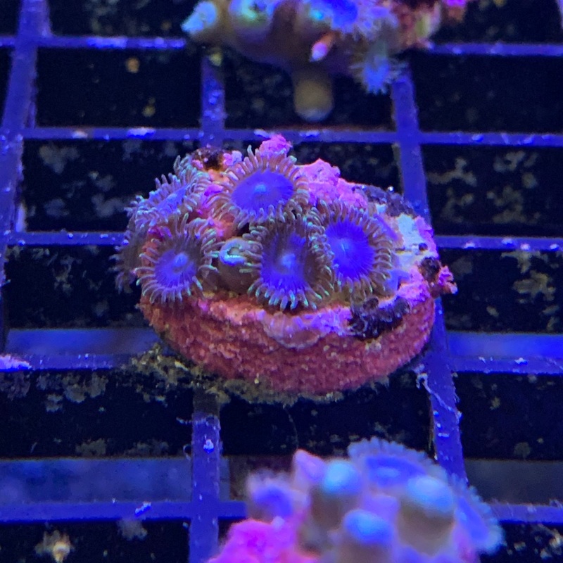 True blue zoa 2