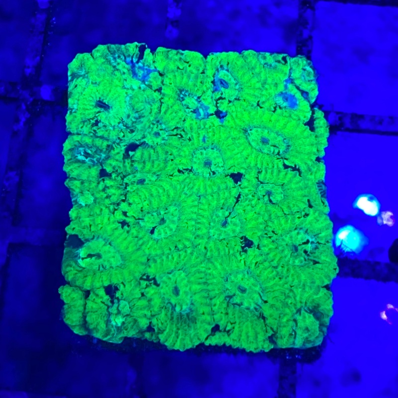 Ultra Green Favia