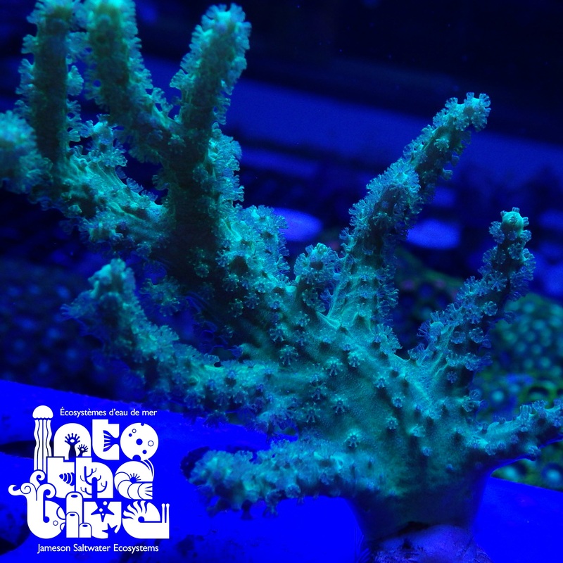 Ultra Green Leather Frag(*RARE*)