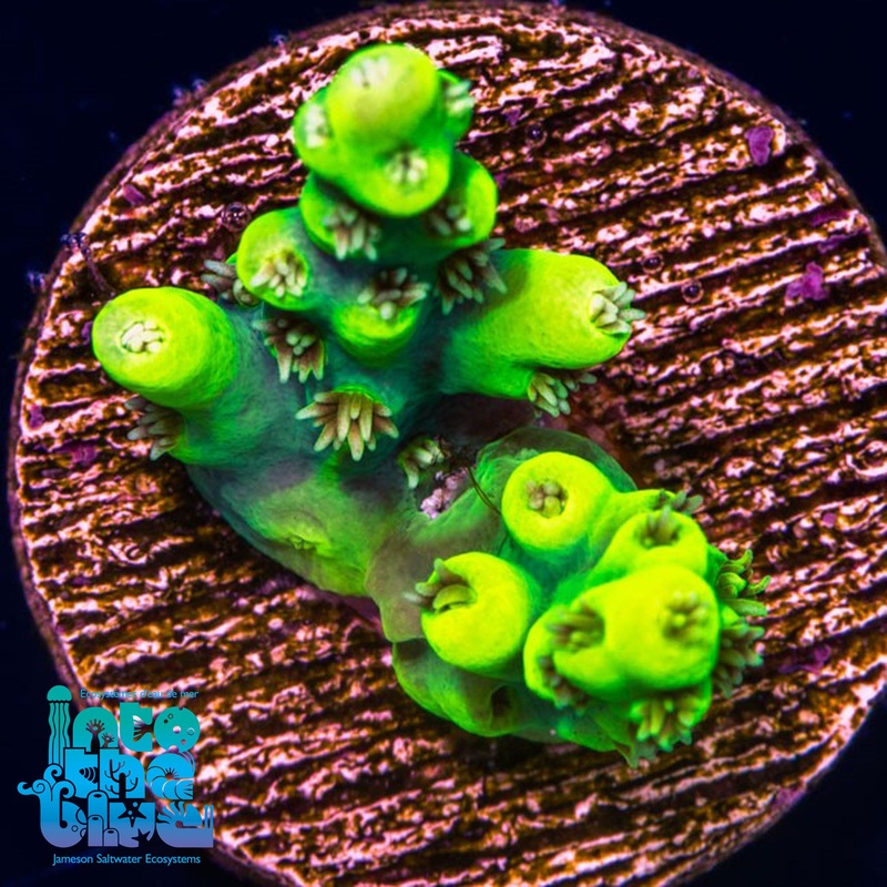 Ultra Yellow Aussi Acro Aculeus Frag