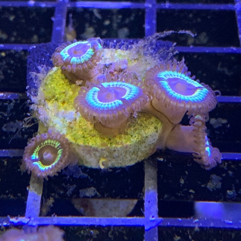 Vampire polyp 2