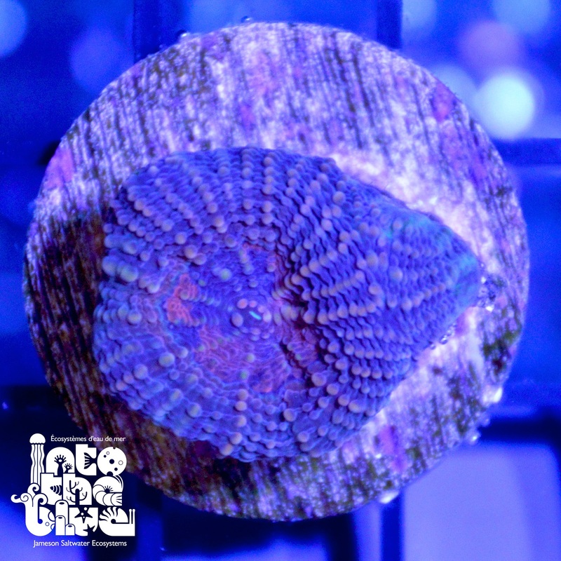 WYSIWYG - Aussie Acan Echinata