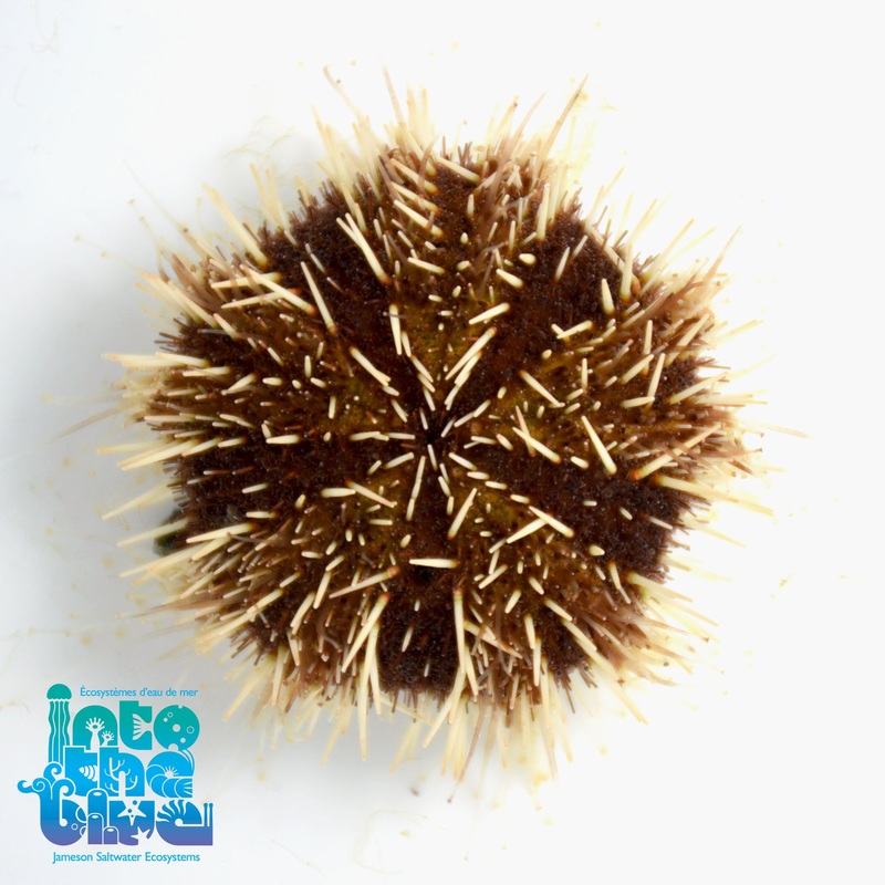 White Tuxedo Urchin
